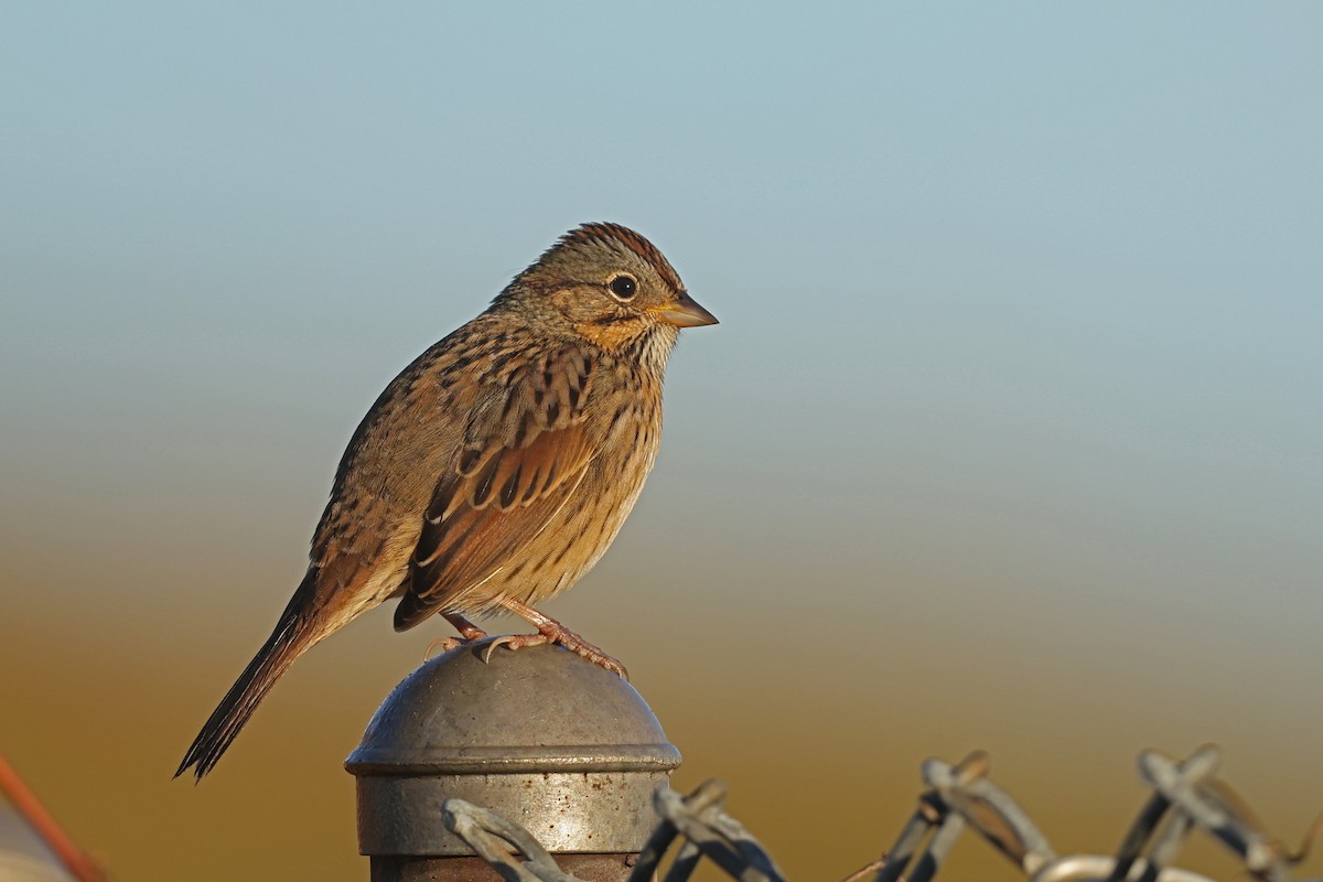 Lincoln's Sparrow - ML642836514