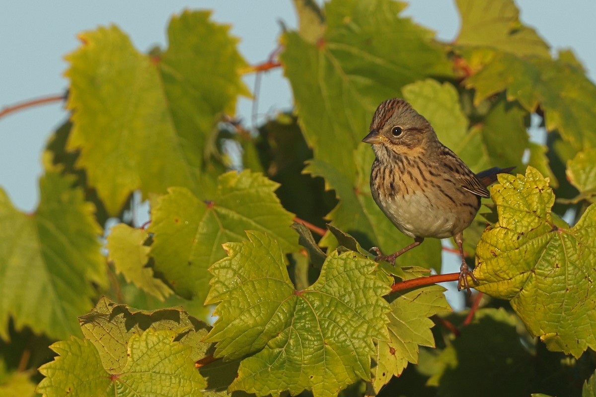 Lincoln's Sparrow - ML642836515