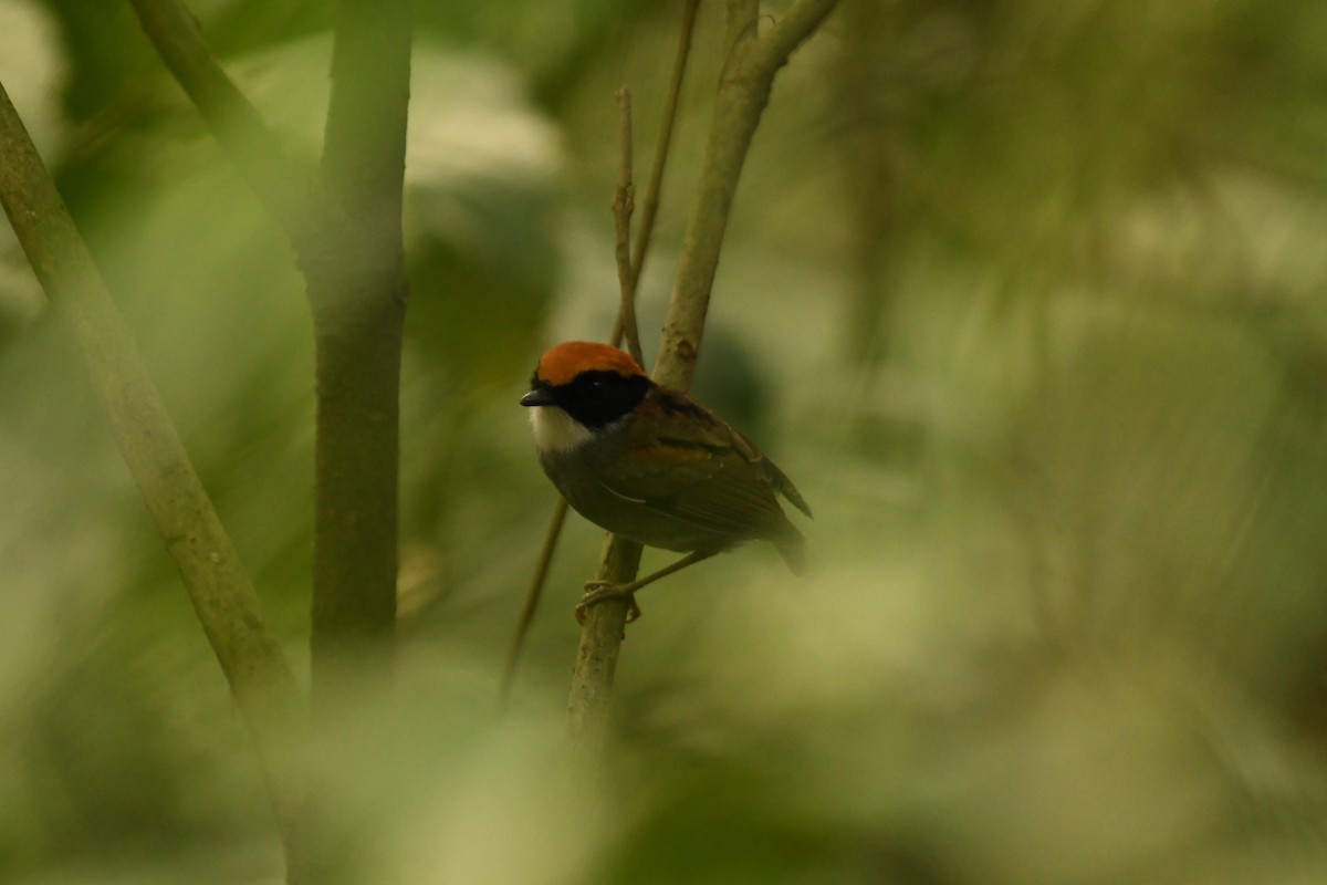 Black-cheeked Gnateater - ML642836516
