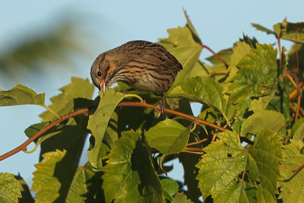 Lincoln's Sparrow - ML642836520