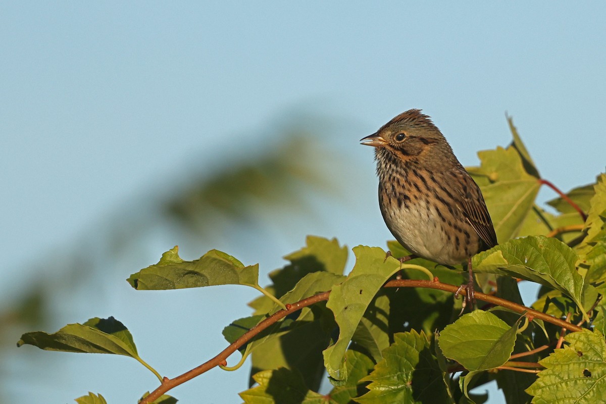 Lincoln's Sparrow - ML642836521