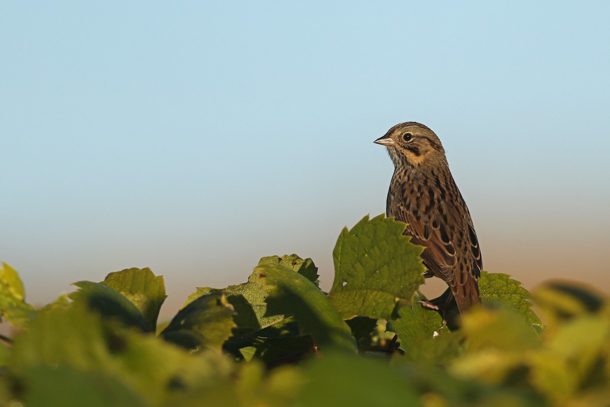 Lincoln's Sparrow - ML642836522