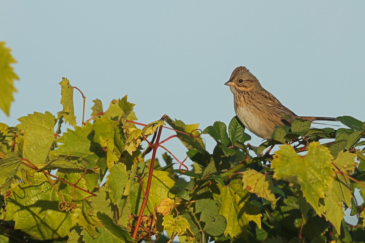Lincoln's Sparrow - ML642836523