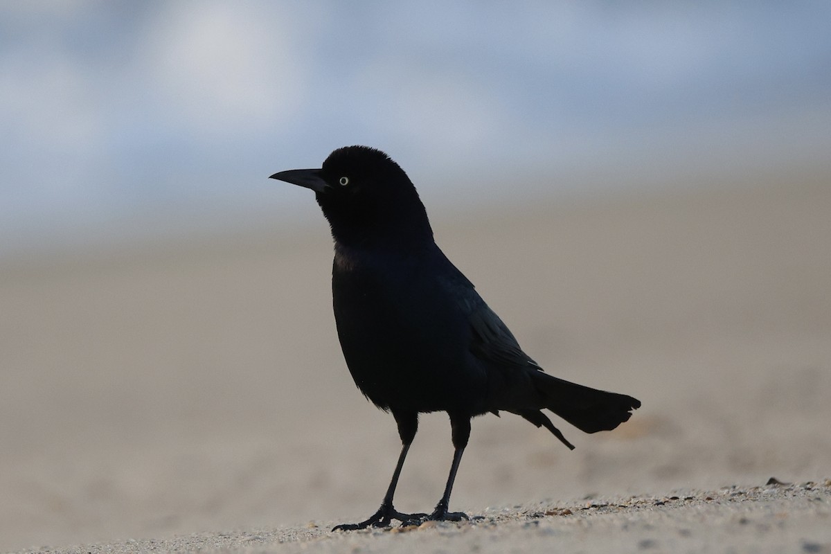 Boat-tailed Grackle - ML642836525