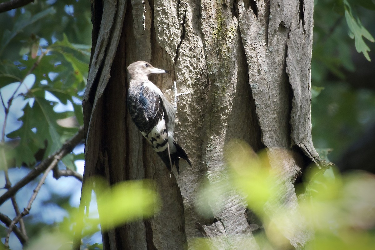 Red-headed Woodpecker - ML642836536