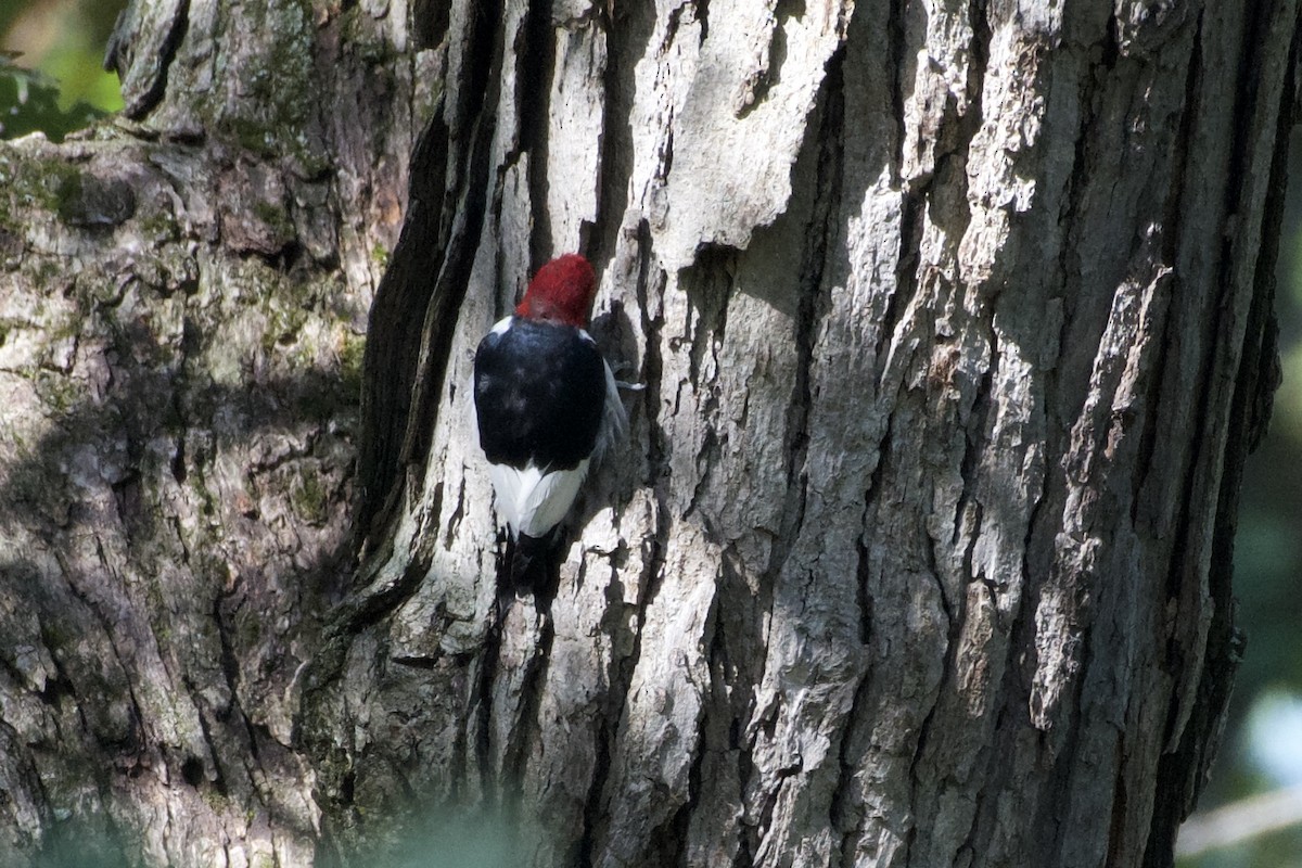 Red-headed Woodpecker - ML642836537