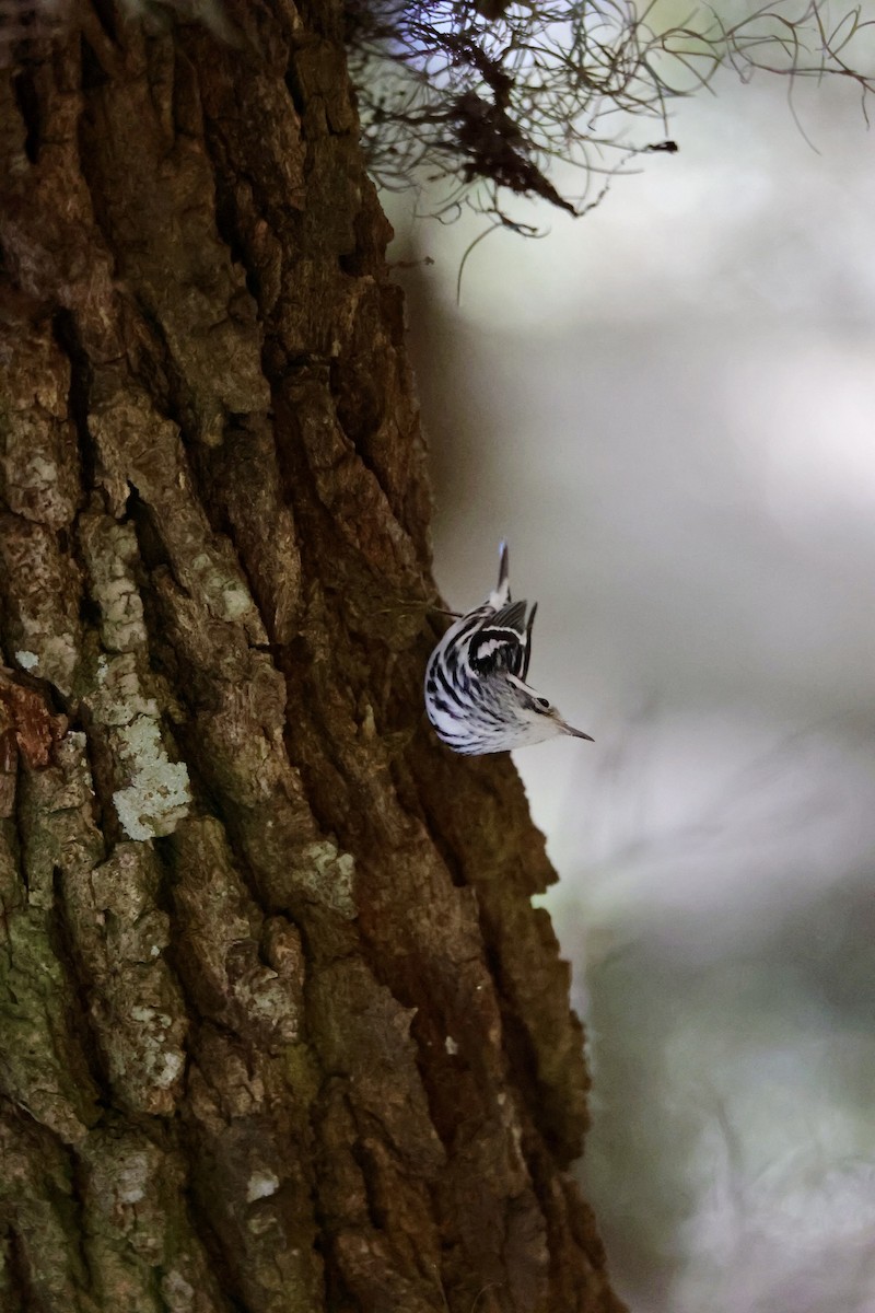 Black-and-white Warbler - ML642836580