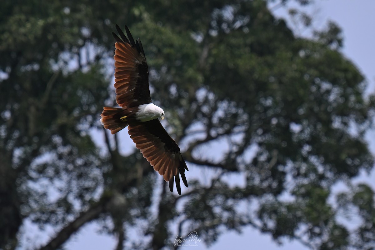 シロガシラトビ - ML642836594