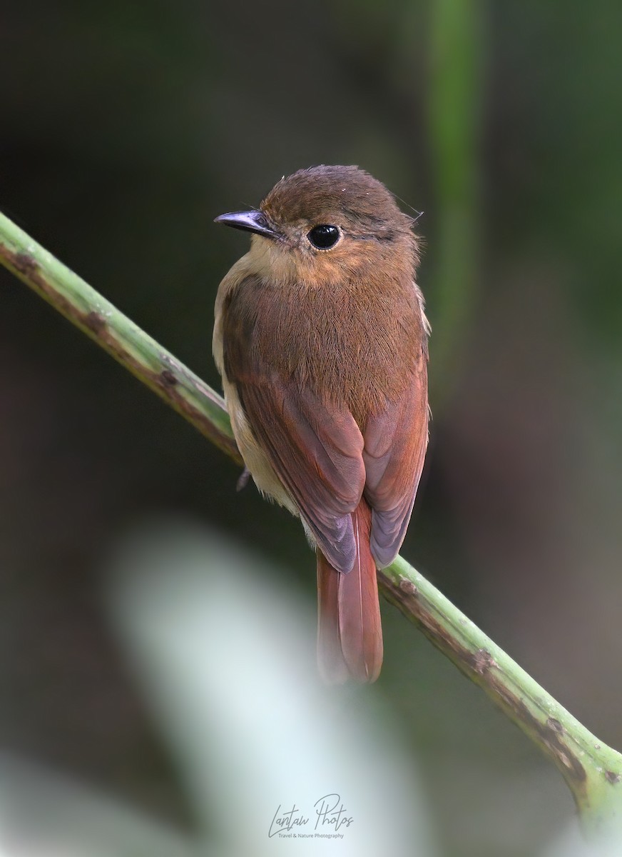 チャイロヒタキ - ML642836609