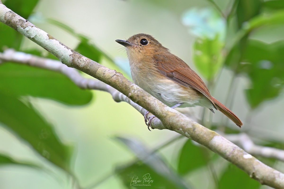 チャイロヒタキ - ML642836610