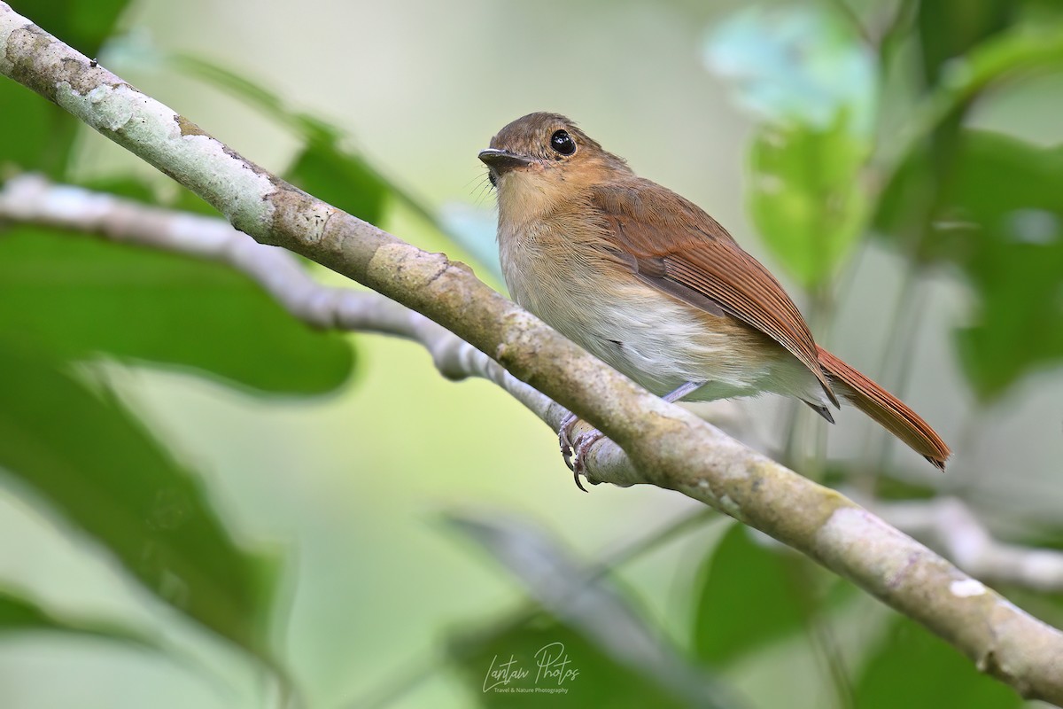 チャイロヒタキ - ML642836611