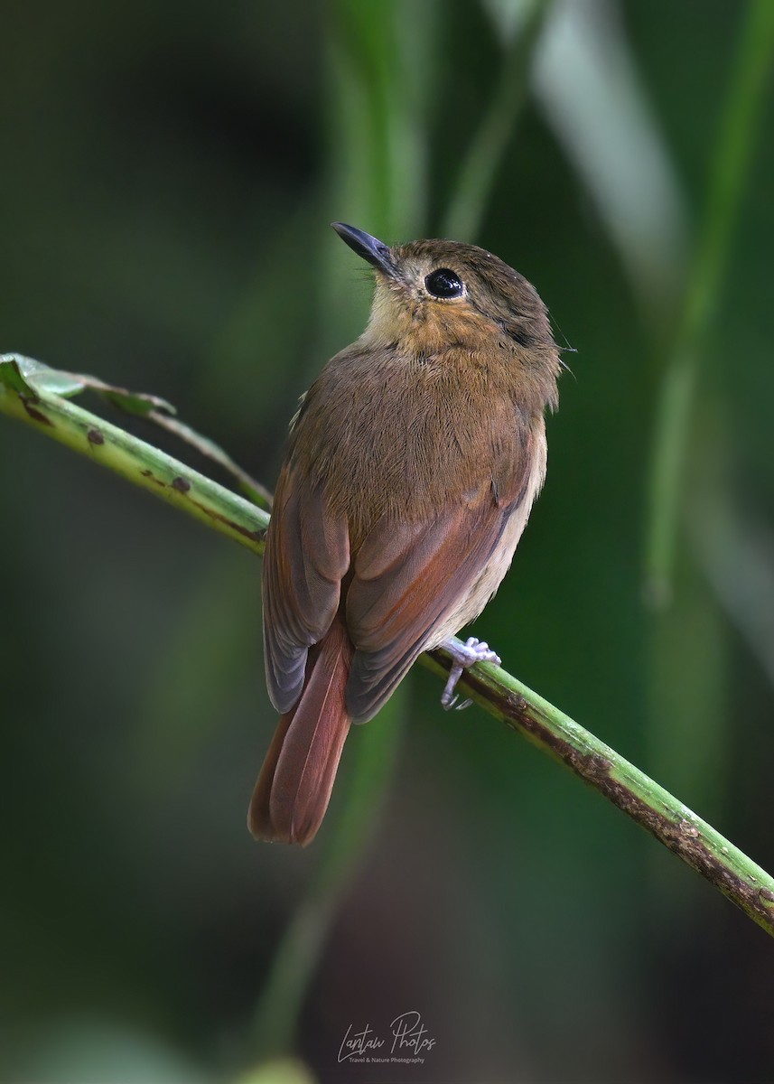 チャイロヒタキ - ML642836612