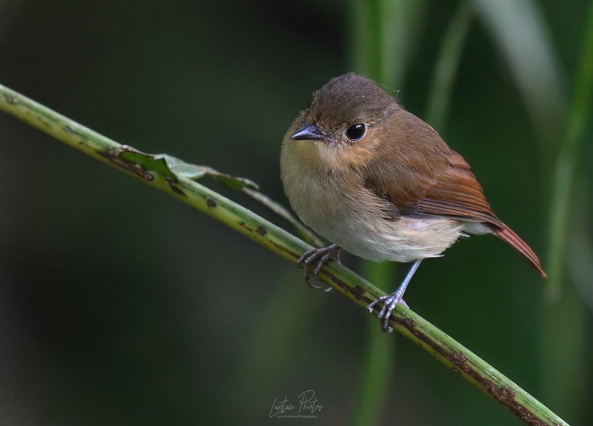 チャイロヒタキ - ML642836613