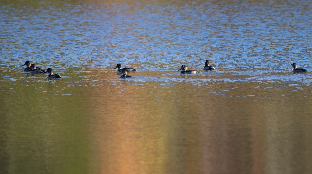 Ring-necked Duck - ML642836617