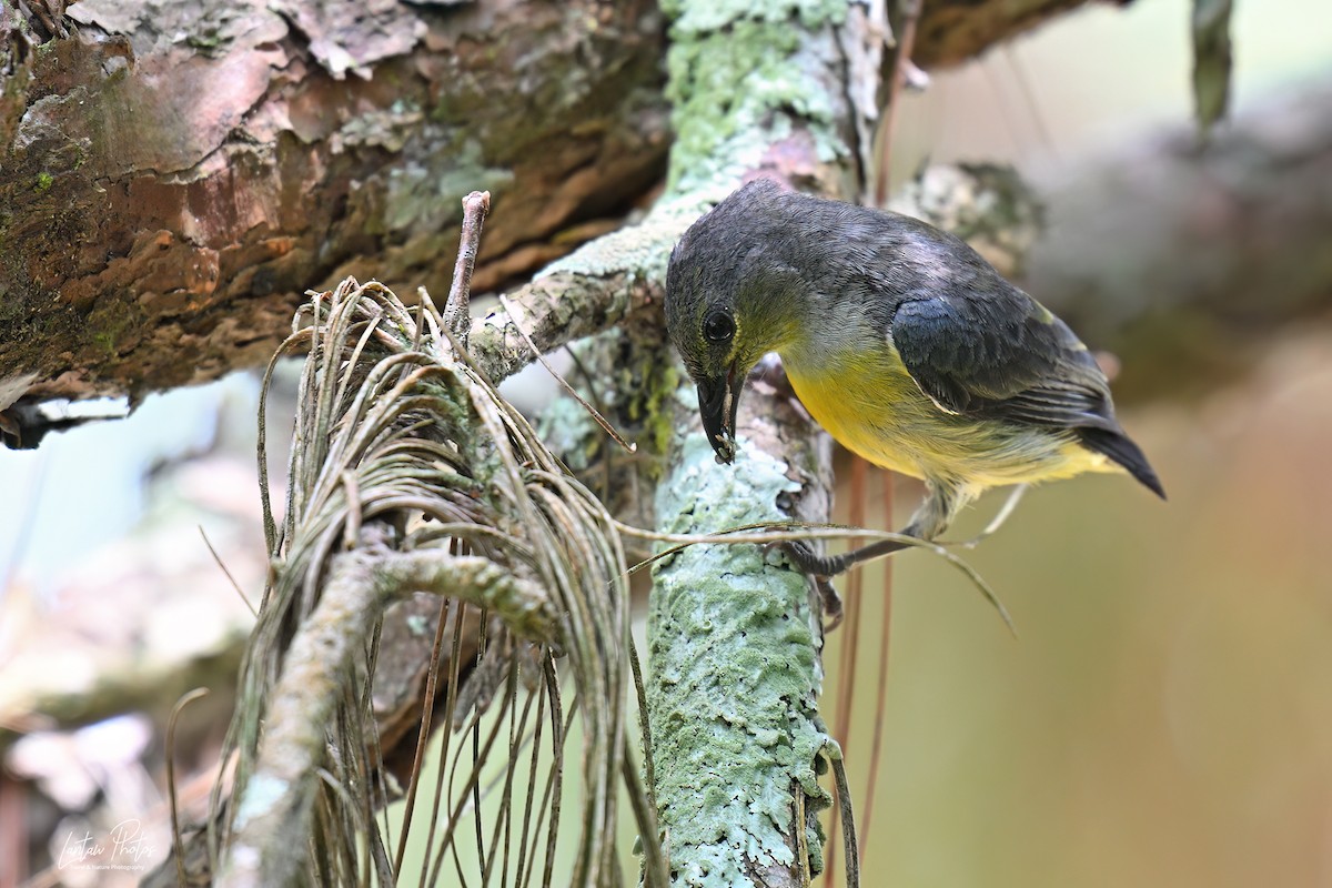 オレンジハナドリ - ML642836618