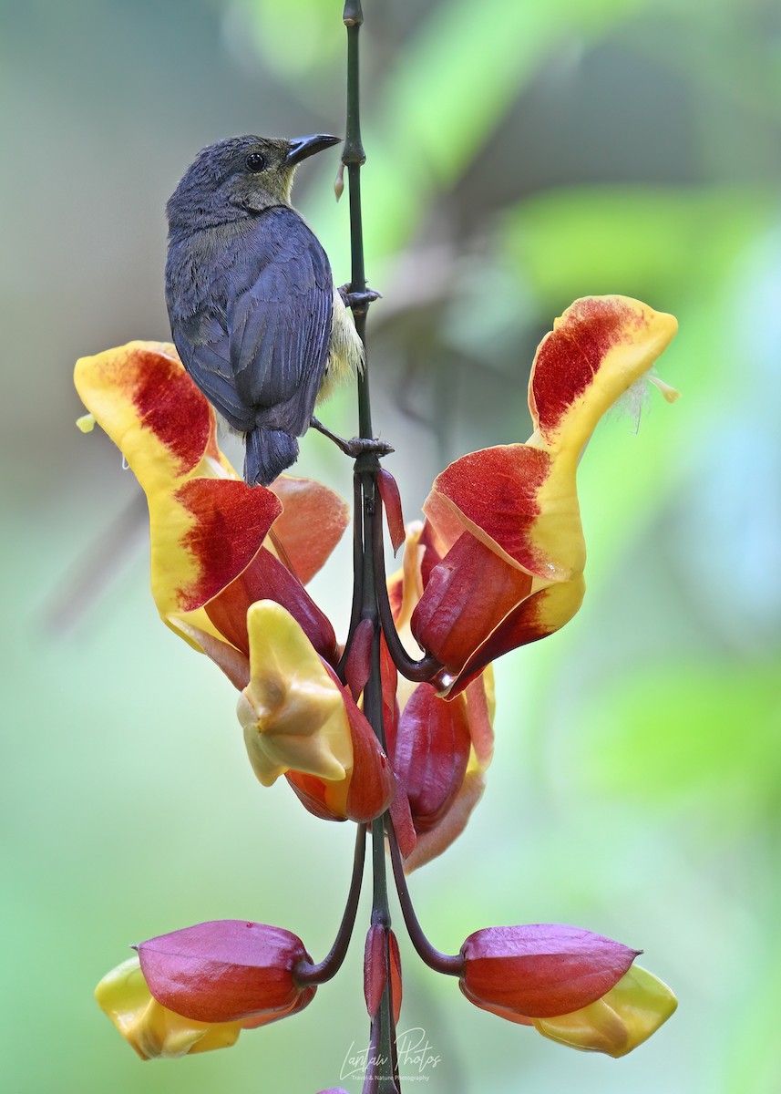 オレンジハナドリ - ML642836619