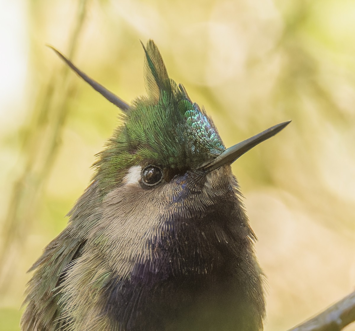 Green-crowned Plovercrest - ML642836633