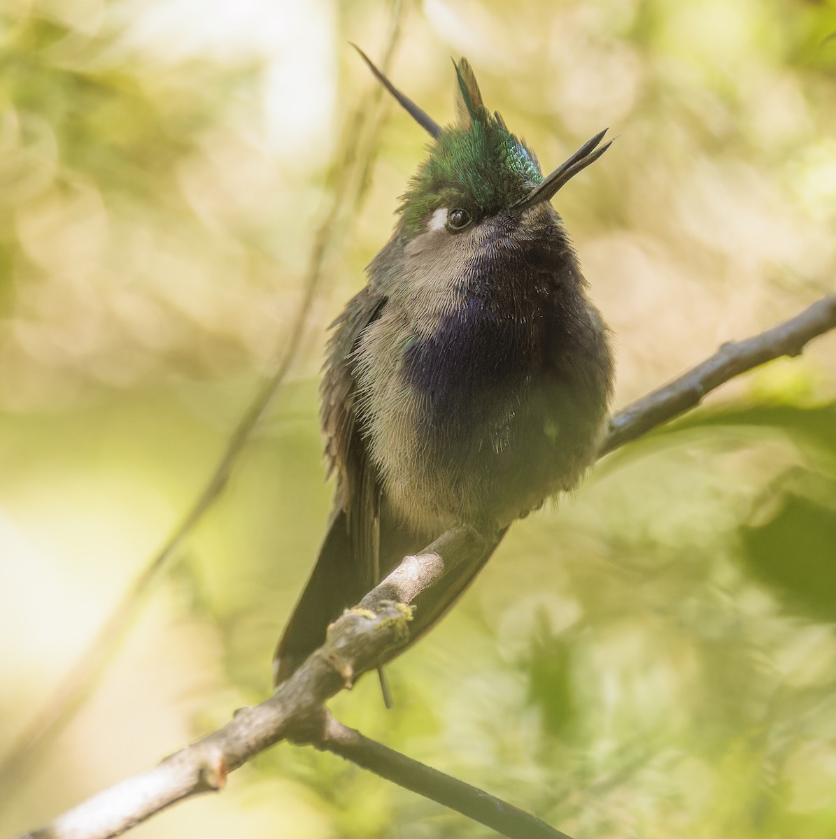 Green-crowned Plovercrest - ML642836636