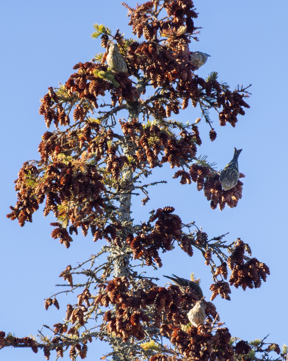 Pine Siskin - ML642836641