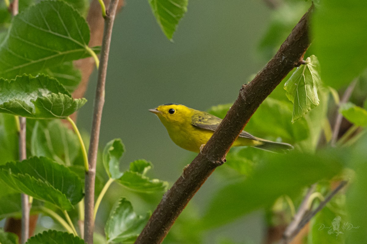 Wilson's Warbler - ML642836642