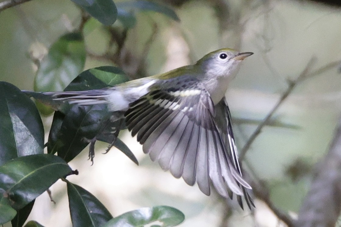 Chestnut-sided Warbler - ML642836644