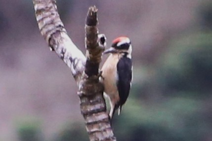 セジロアカゲラ - ML642836651
