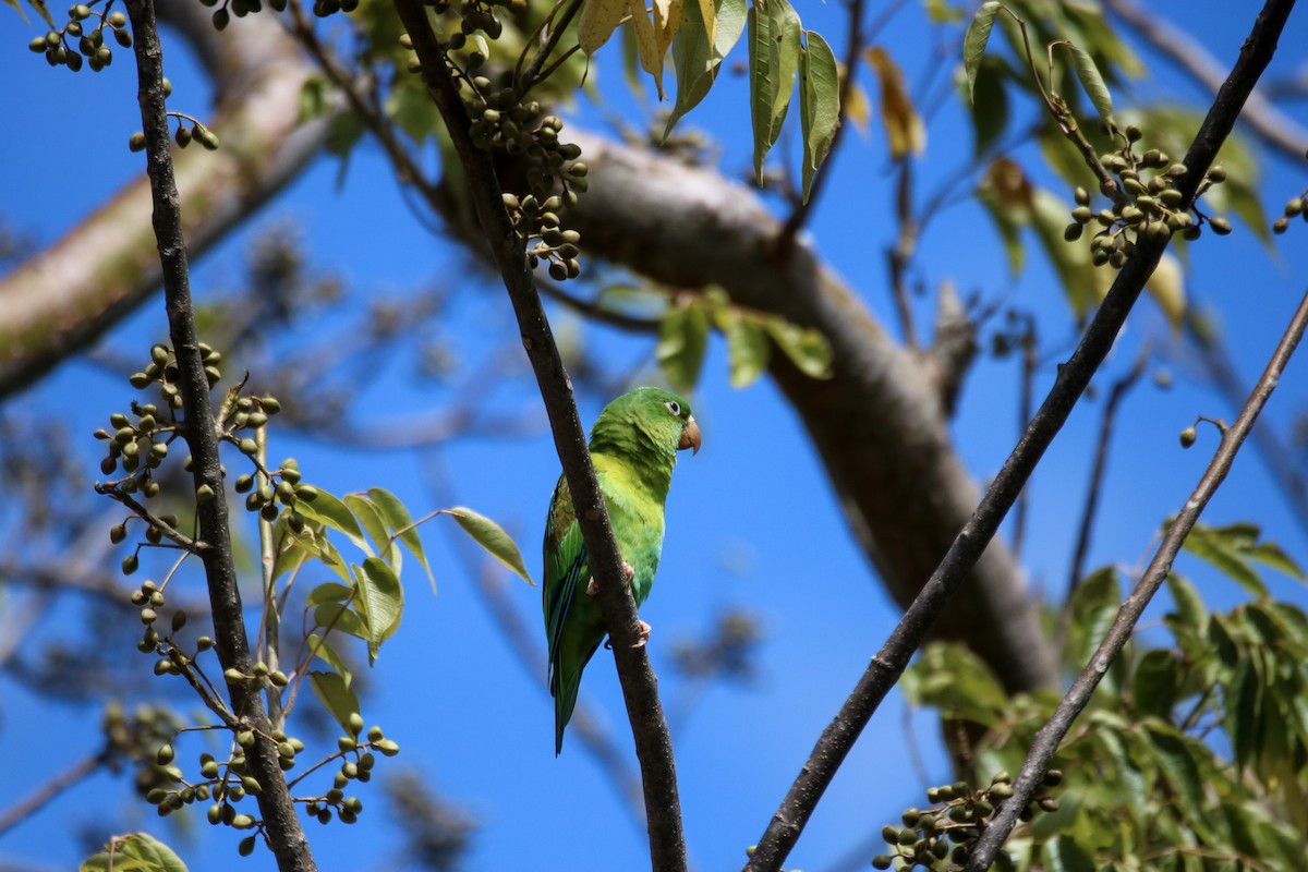 Orange-chinned Parakeet - ML642836654