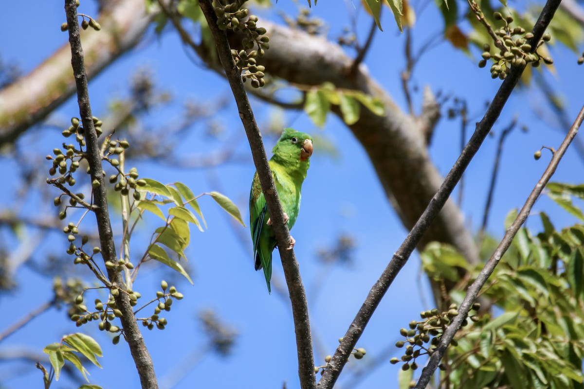 Orange-chinned Parakeet - ML642836655