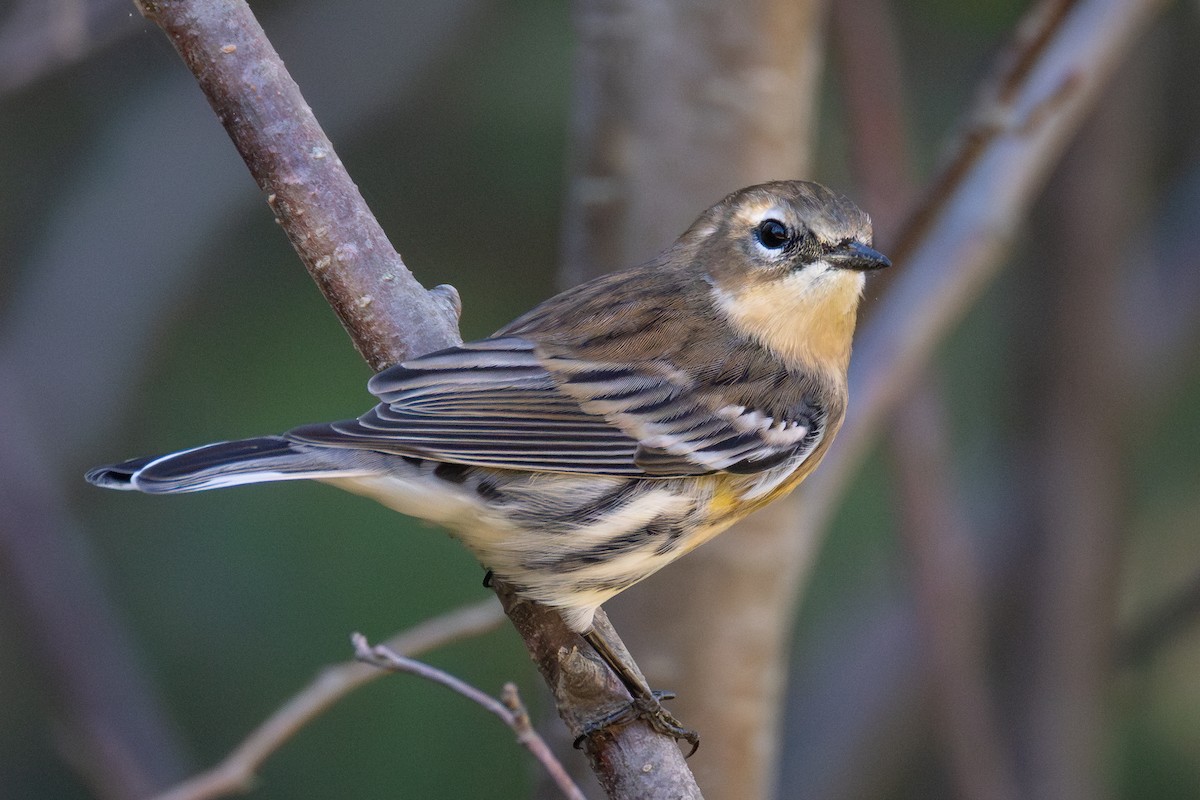 Yellow-rumped Warbler (Myrtle) - ML642836658