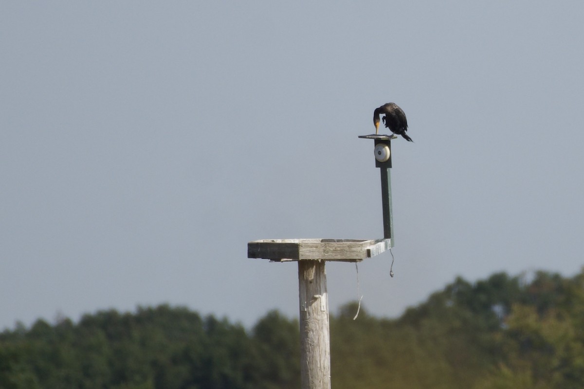 Double-crested Cormorant - ML642836665