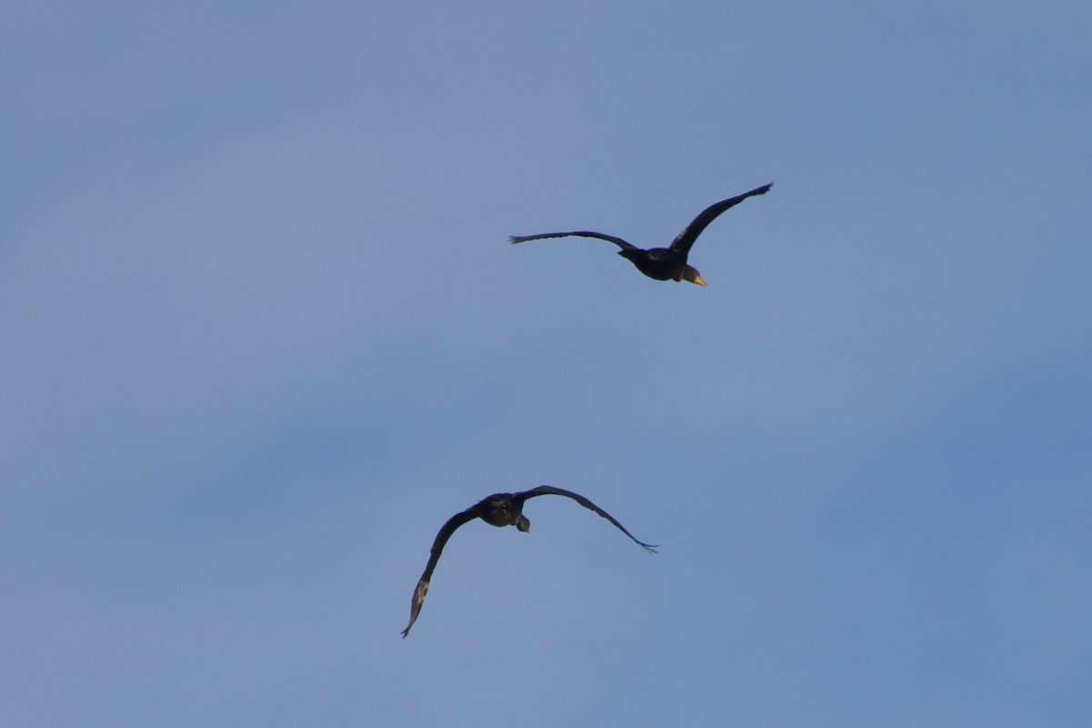 Double-crested Cormorant - ML642836666