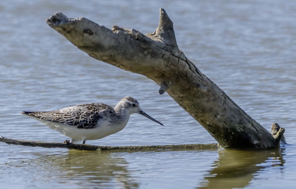 Marsh Sandpiper - ML642836670