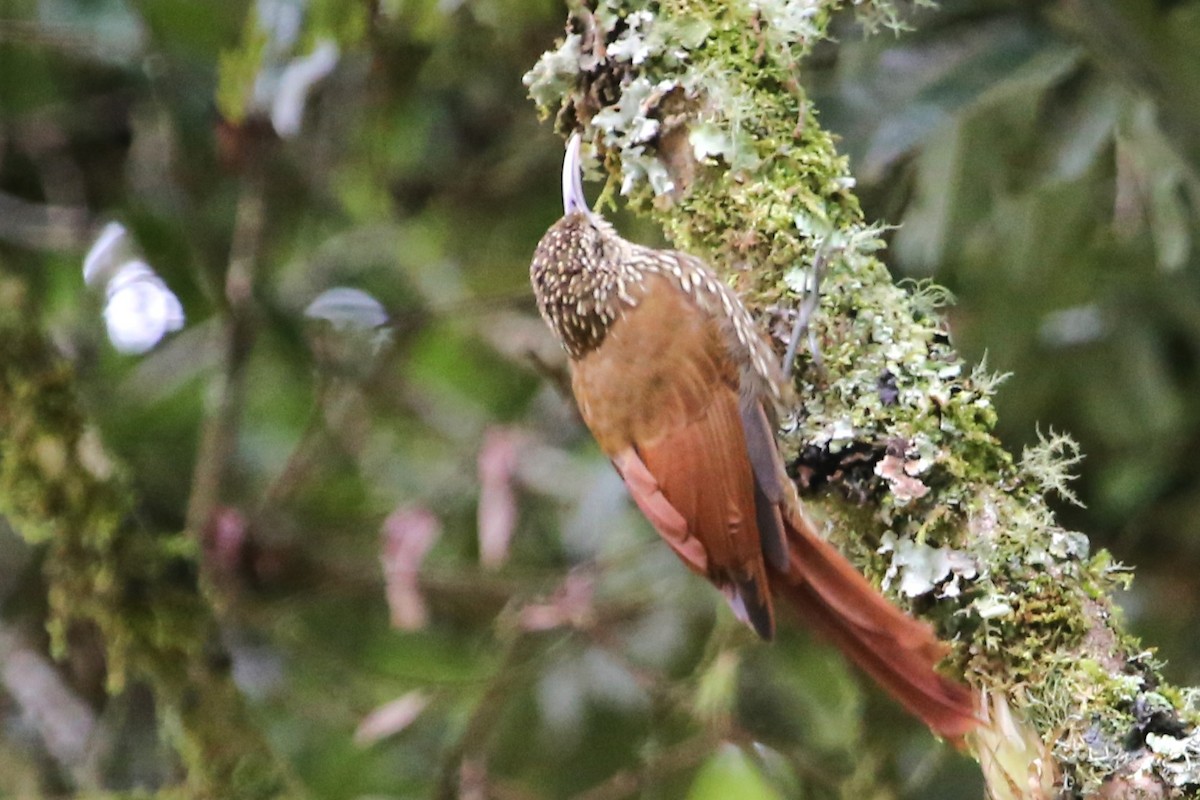 Spot-crowned Woodcreeper - ML642836675