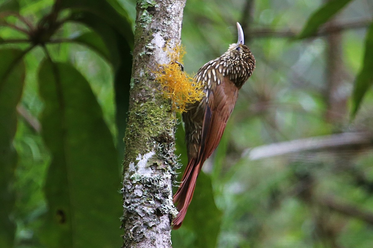 Spot-crowned Woodcreeper - ML642836676