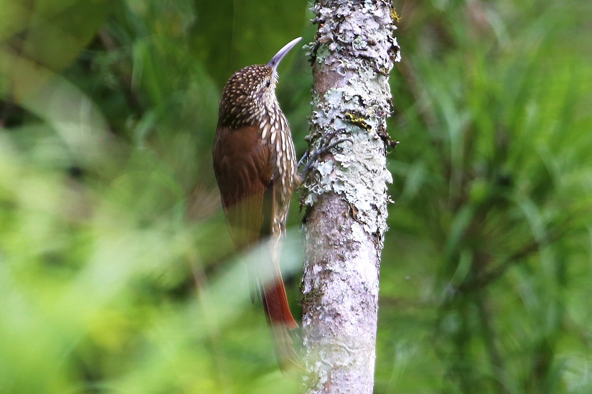 Spot-crowned Woodcreeper - ML642836678
