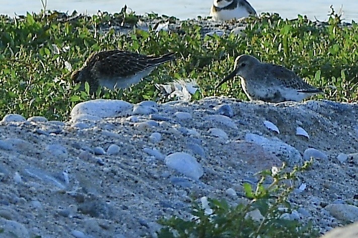 Bécasseau variable - ML642836686
