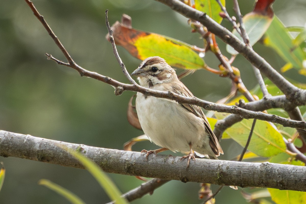 Lark Sparrow - ML642836696