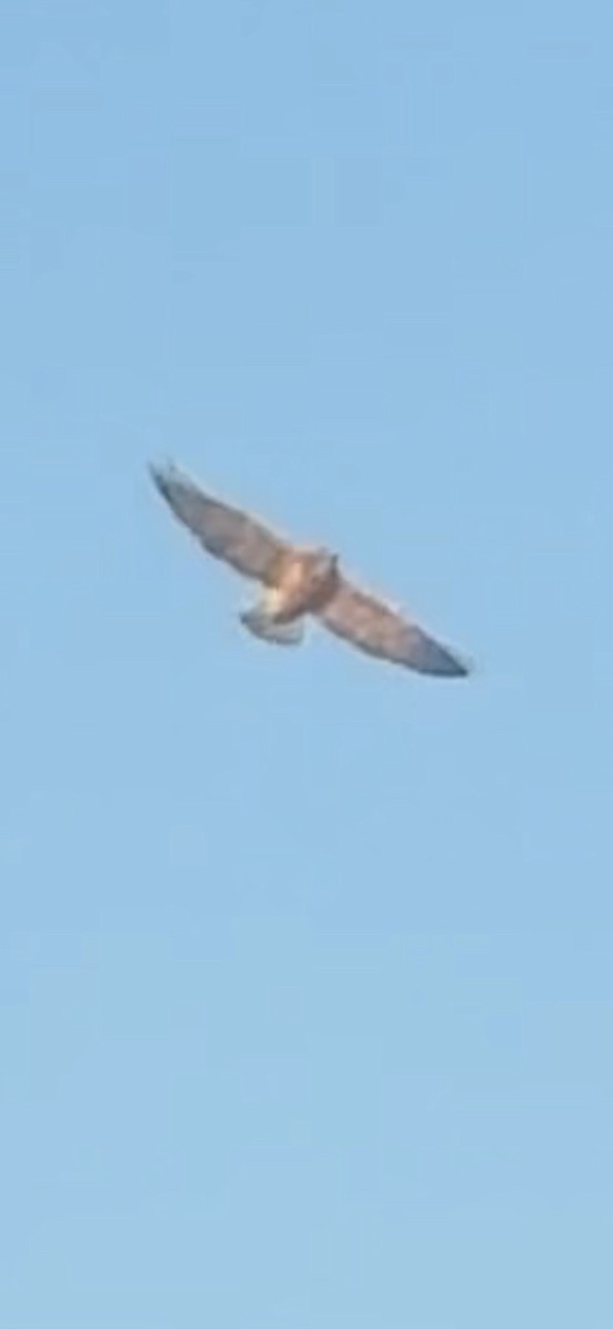 Swainson's Hawk - ML642836704