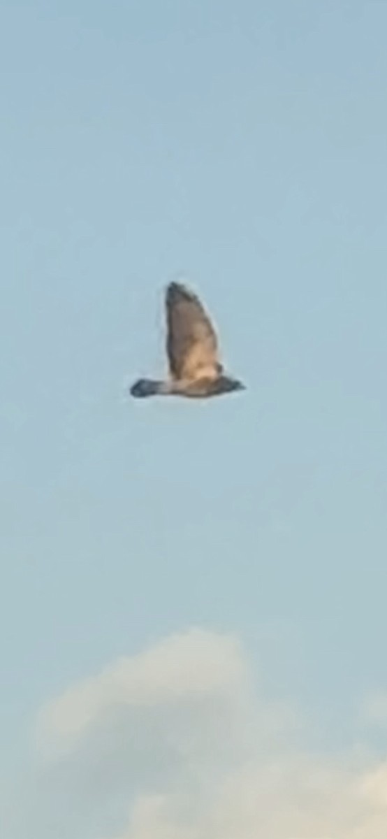 Swainson's Hawk - ML642836705