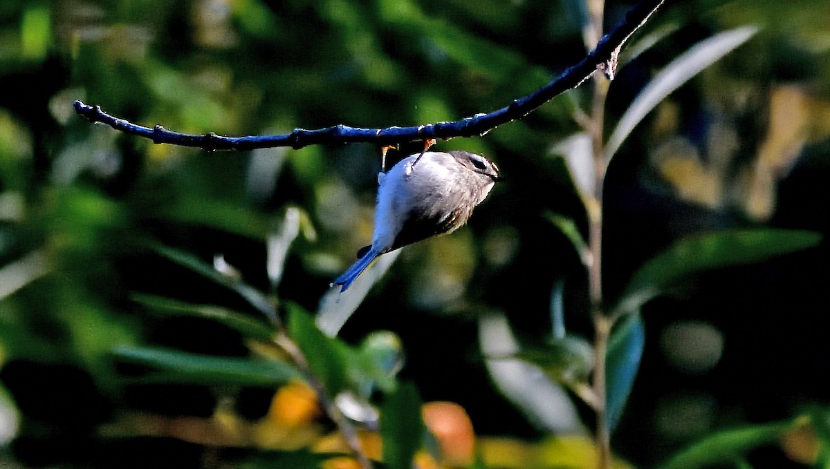 Golden-crowned Kinglet - ML642836706
