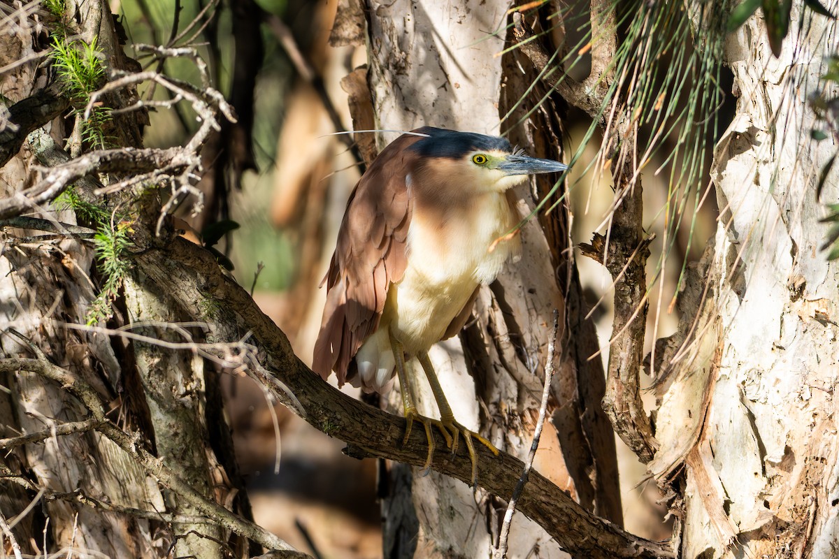 Nankeen Night Heron - ML642836707