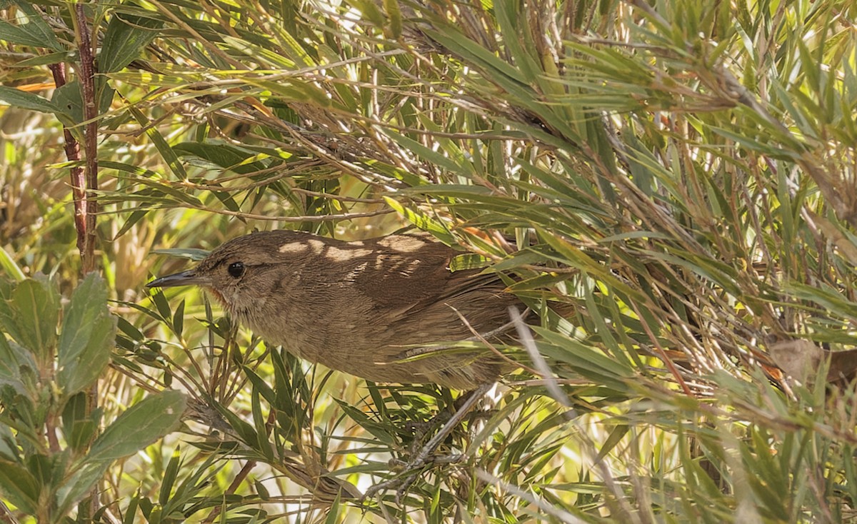 Itatiaia Spinetail - ML642836709