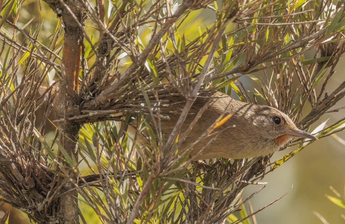 Itatiaia Spinetail - ML642836711
