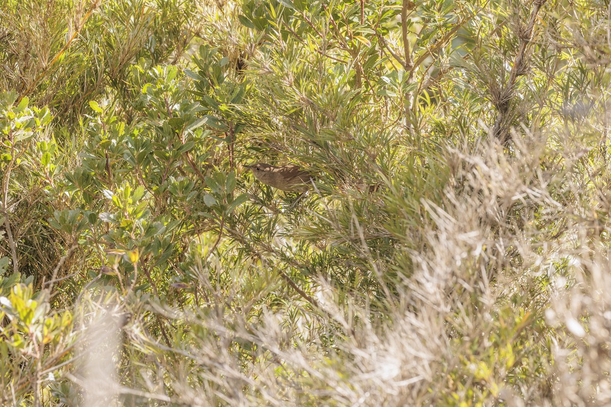 Itatiaia Spinetail - ML642836712