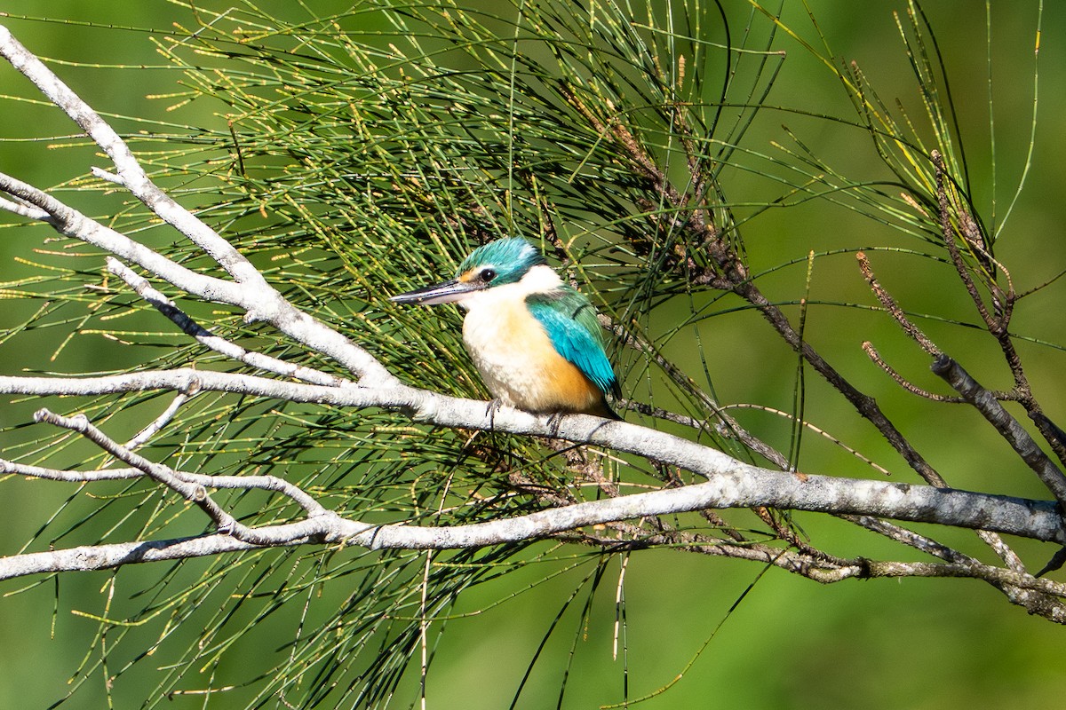 Sacred Kingfisher - ML642836713