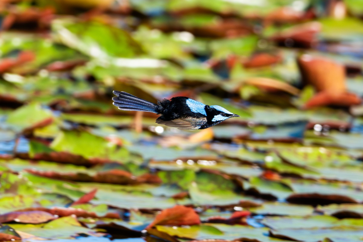Superb Fairywren - ML642836716