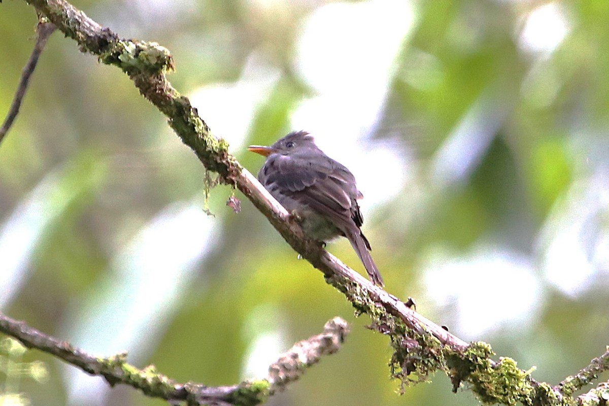 Dark Pewee - ML642836718