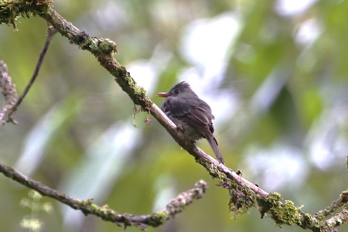 Dark Pewee - ML642836719