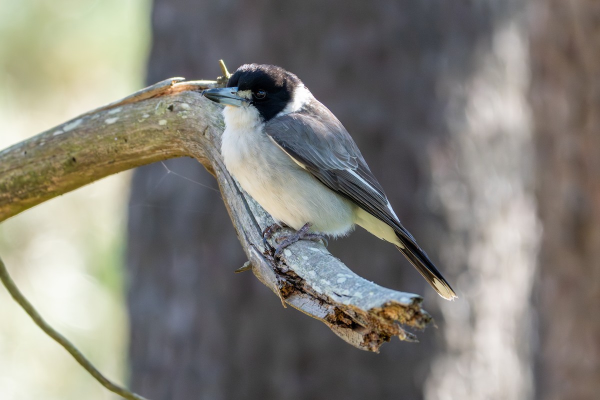 Gray Butcherbird - ML642836721