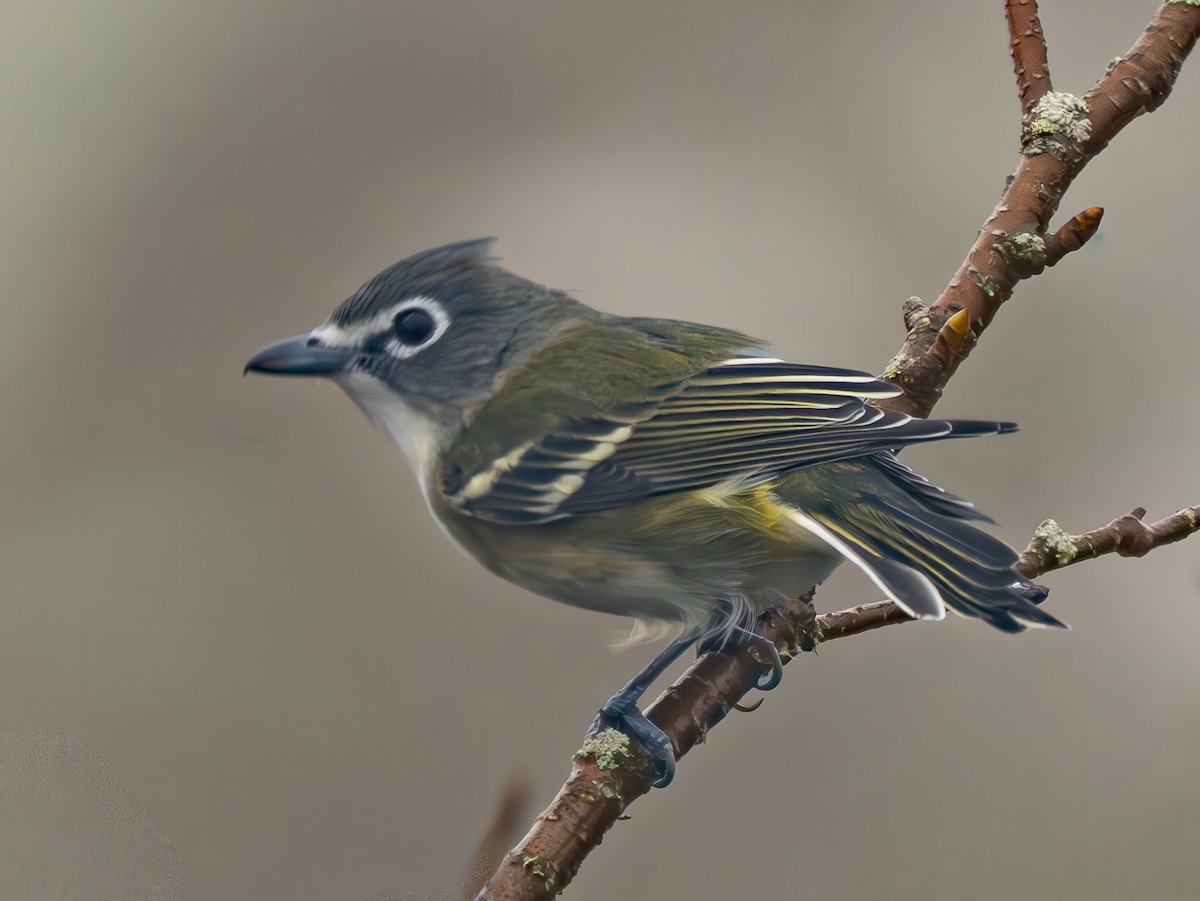 Blue-headed Vireo - ML642836722